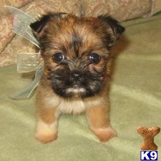 Dogs for Sale in AL